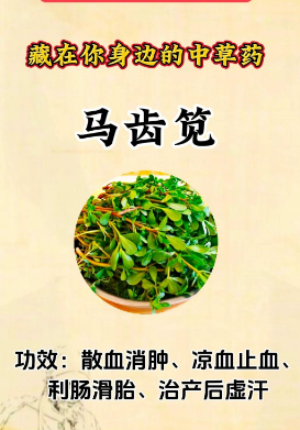 创东原百草园中草药小知识：马齿苋与蒲公英