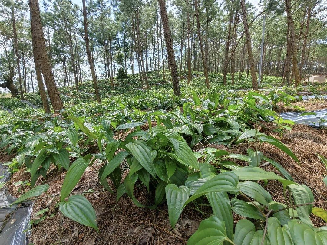 创东原百草园;中草药加工基地02